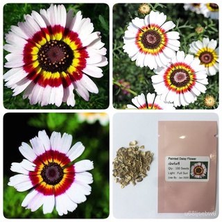 （มีของแจก）เพ้นท์เดซี่ Painted Daisy Flower 84PT