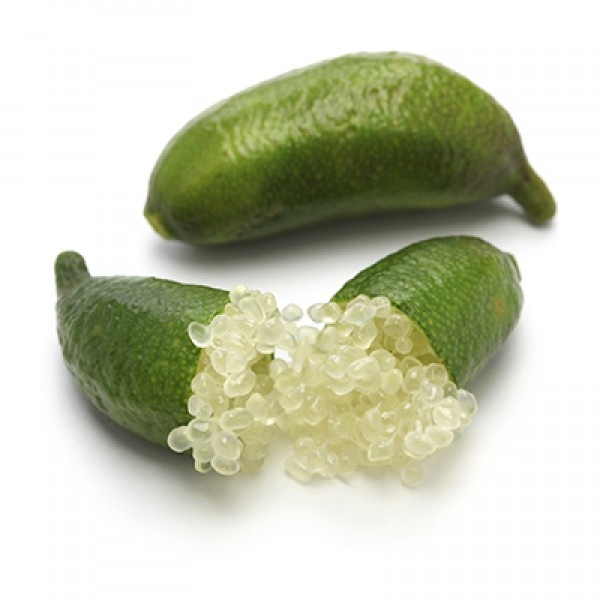 ต้นมะนาวนิ้วมือ มะนาวคาเวียร์ Finger lime พันธุ์ TASTY GREEN ลำต้นสูง 30 ซม