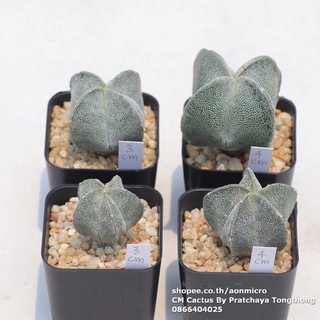 กระบองเพชร แอสโตรไฟตัม Astrophytum myriostigma ขนาด 3-4 cm