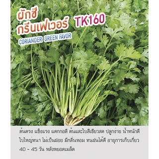 เมล็ดพันธุ์ ผักชี กรีนเฟเวอร์ TK160 - Coriander Green Favor ทนฝนได้ดี ตราดอกแตง เมล็ดผัก คุณภาพ "เพื่อนเกษตรกร"