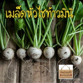 ขายดี สวนครัว/เมล็ดพันธุ์ หัวไชท้าวมินิ 30เมล็ด เมล็ดพันธุ์แท้นำเข้า/อินทรีย์ คละ สวนครัว ดอก