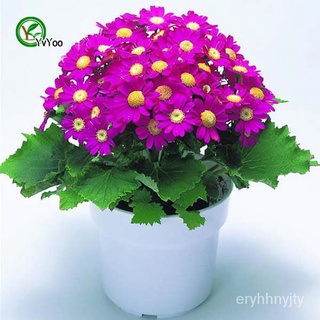 ix Cineraria Seeds Bonsai Seeds Garden Plants Flower Seeds Annual H Particles / lo（นี่มันเมล็ดพืช ไม่ใช่พืช!）