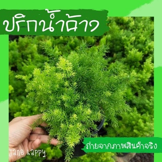 ต้นปริกน้ำค้างพร้อมกระถาง 5 นิ้วราคาถูก ใบดกใบเขียว พร้อมส่ง