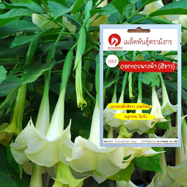 เมล็ดพันธุ์ดอกแตรนางฟ้าสีขาว - Angel Trumpets bonsai flower seeds (เมล็ดพันธุ์นำเข้าจากต่างประเทศคุณ