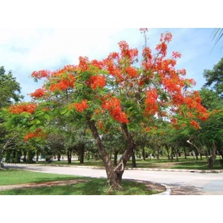 เมล็ดพันธุ์ 20 เมล็ด หางนกยูงฝรั่ง ดอกสีส้ม ต้นไม้บังแดด ออกดอกเต็มต้น Flame Tree, Flamboyant, Royal Poinciana