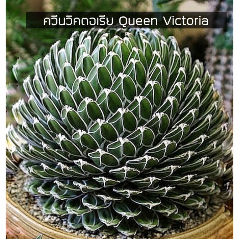 [ถูกที่สุด]อากาเว่ควีนวิคตอเรีย Queen Victoria Agave แคคตัส&amp;ไม้อวบน้ำ cactus&amp; succulent ไม้ประดับ