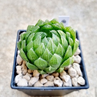 พร้อมส่ง!!!ฮาโวเทีย Haworthia obtusa hybridEmerald LED