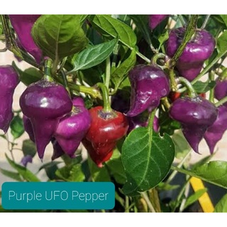 เมล็ดพันธุ์พริกยูเอฟโอม่วง Purple UFO Pepper  เมล็ดพันธุ์แท้ ราคาถูก นำเข้าจากต่างประเทศ