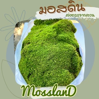 มอสดิน แบบถุง สดใหม่ให้เยอะ รีวิวแน่น มอสจัดสวน มอสบอนไซ มอสสด มอส