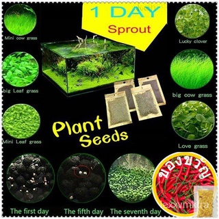 Plant Seeds Fish Tank Aquarium Aquatic Water Grass Decor Garden Foreground Plant文胸/鲜花/玫瑰/内裤/种子/上衣/帽子/木瓜/seeds/生菜/ 0KCC