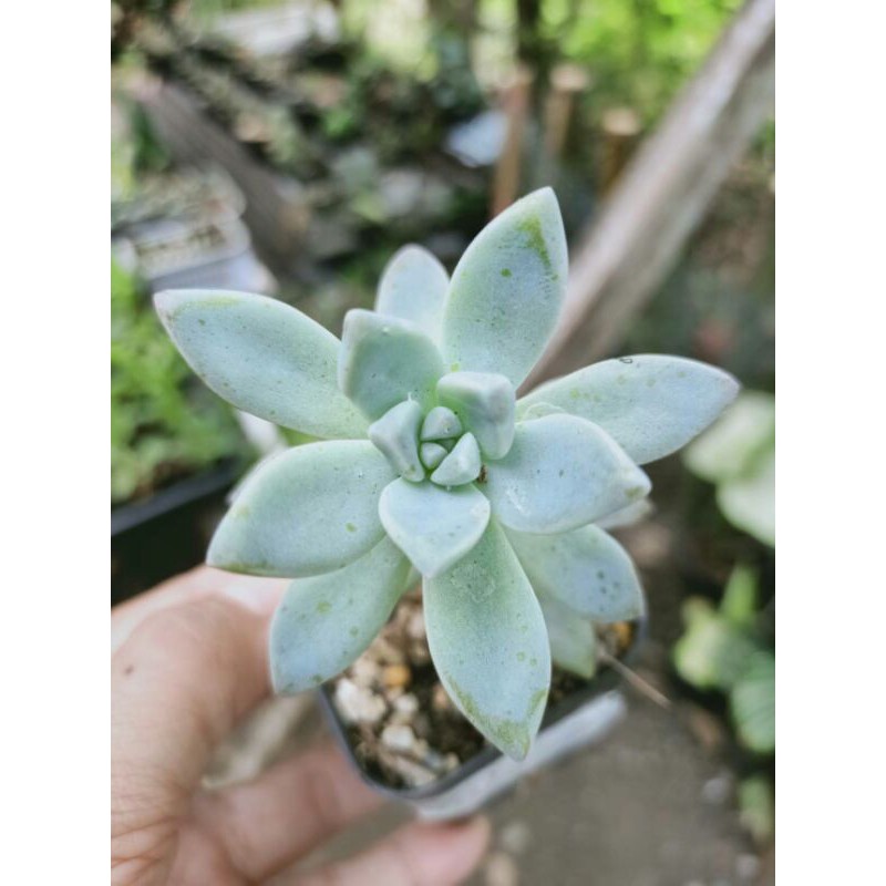 💙กุหลาบหินผิวฟ้า💙 Succulent