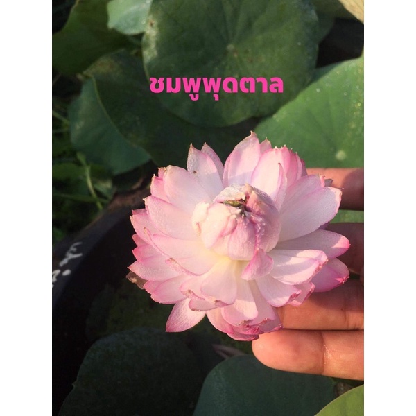พันธุ์บัวหลวงขนาดเล็กชมพูพุดตาล