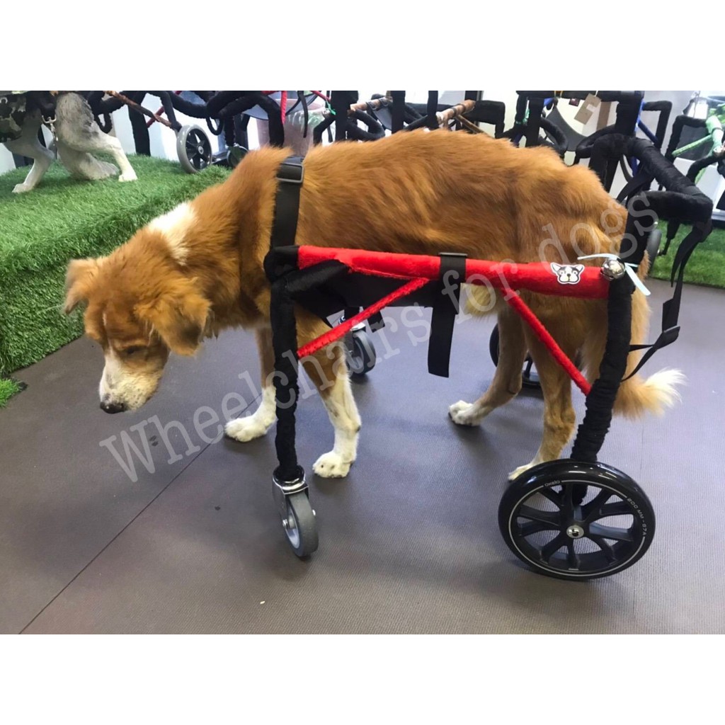 วีลแชร์สุนัข โครงเหล็กกันสนิม ขนาดไซส์ M สัตว์เลี้ยง รถเข็น wheelchair for dog **ติดต่อร้านค้าก่อนสั่งซื้อ**โดยสัตวแพทย์