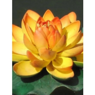 เมล็ดบัวจิ๋ว สีทอง (Mini Golden Lotus) 5 เมล็ด