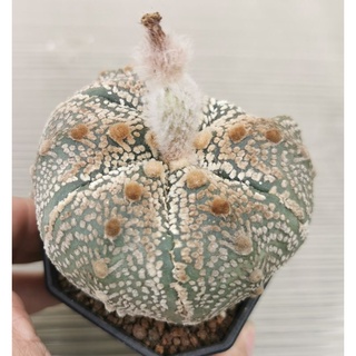 แอ​สโตร​ไ​ฟตั้​มเชื้อวี 5 พู มีตำหนิ #แคสตัส castus​ astrophytum แอสโตร แอสโตร​ไ​ฟตั้​ม แอสโตรไฟตัม กระบองเพชร