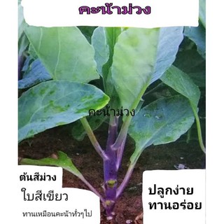 เมล็ดพันธุ์ คะน้า สีม่วง เพอเพิล Purple Kale บรรจุ 50 เมล็ด