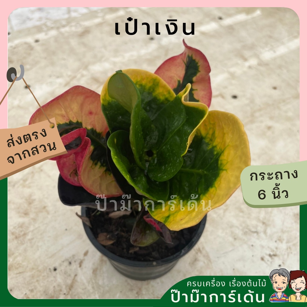 ต้นโกสน เป๋าเงิน พร้อมกระถาง 6 นิ้ว