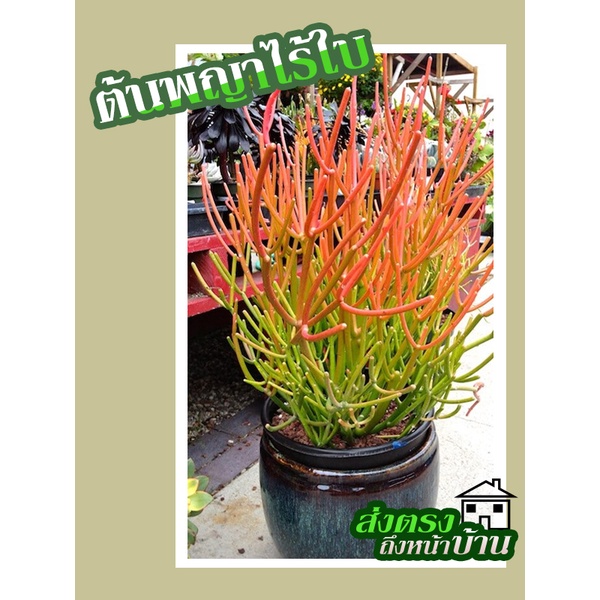 ต้นพญาไร้ใบ ต้นพญาไร้ใบญี่ปุ่น ต้นพญาไร้ใบทอง ต้นสีแดง Euphorbia Firestick (กิ่งตัดสด ปักชำง่าย 1 ชุด = 3 กิ่ง)