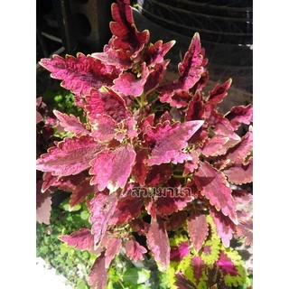 ต้นฤาษีผสม​ ต้นเพาะชำ/กิ่งสด3กิ่ง20บ. ไม้ประดับ​สีสวยไม้ใบตกแต่งสวน​จำหน่ายกิ่งสดและเพราะชำ