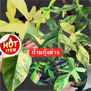 ฟิโลเดนดรอน ก้ามกุ้งด่าง💥กำลังแทงหลอดใหม่ทุกต้น💥(philodendron florida beuty)(เลือกต้นได้เลยด่างเทพๆ)