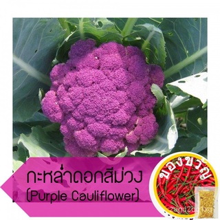 เมล็ดอวบอ้วน100%เมล็ดพันธุ์ กะหล่ำดอกม่วง กะหล่ำดอกสีม่วง Purple Cauliflowerเมล็ดพันธุ์MixZinniaRubyCosmosRussianesculen