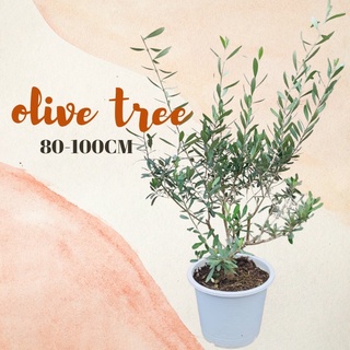 ต้นโอลีฟ 80-100cm ต้นมะกอก Olive tree ไม้นำเข้าจากอิตาลี สายพันธุ์ Cipressino