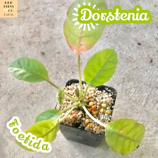 [มะพร้าวทะเลทรายใบกลม] Dorstenia Foetida  ส่งพร้อมกระถาง แคคตัส Cactus Succulent Haworthia Euphorbia ไม้หายาก พืชอวบน้ำ