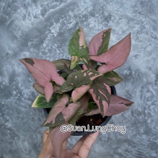 Syngonium Pink Splash ต้นไม้เงินไหลมาด่างชมพู