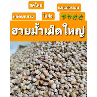 ฮวยมั้วเม็ดใหญ่เกรดสวย รหัส A+อาหารนก แฮมเตอร์ กระรอก(แบ่ง 500g -1kg)