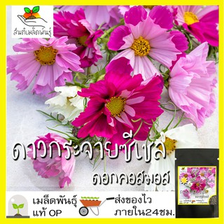 เมล็ดพันธุ์ ดาวกระจาย ซีเชล ดอกคอสมอส 100 เมล็ด Cosmos Sea Shells seed เมล็ดพันธุ์แท้ นำเข้าจากต่างประเทศ ดอกไม้ สวนครัว