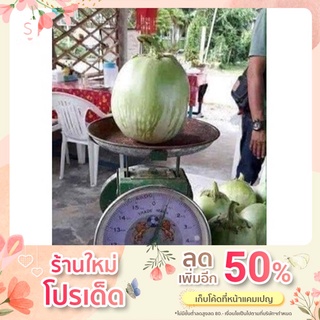 เมล็ดพันธุ์ มะเขือยักษ์  60 เมล็ด