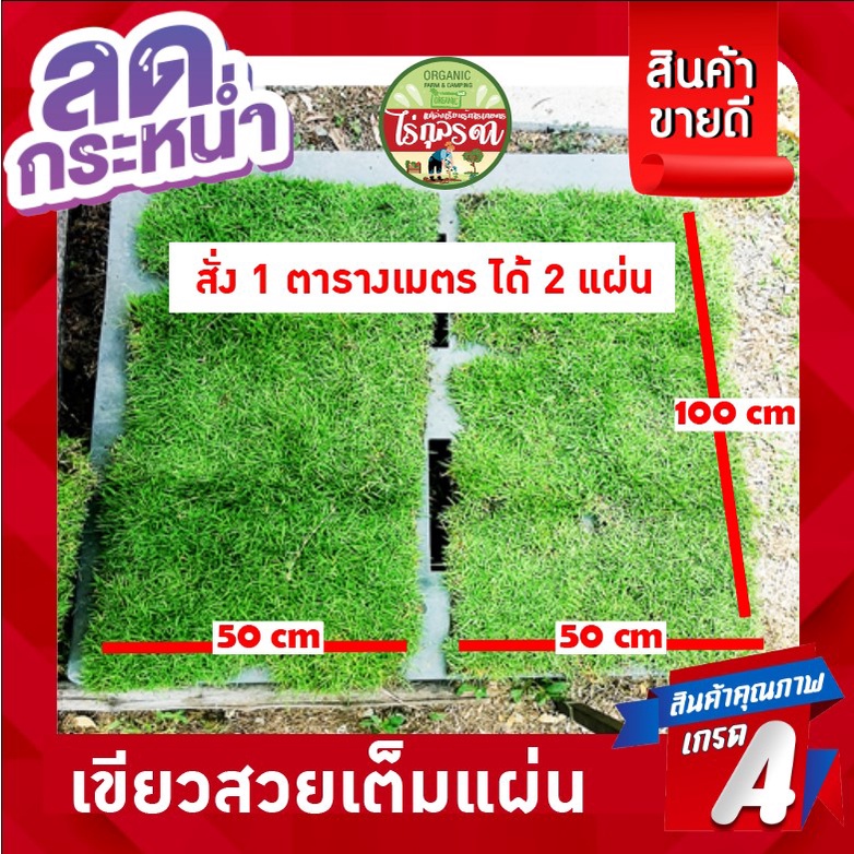 หญ้าสด จำนวน 2 แผ่น คือ 1 ตรม. หญ้านวลน้อย หญ้าปูสนาม ทนแดด ทนแล้ง ปลูกง่าย  สำหรับ จัดสวน | Shopee Thailand