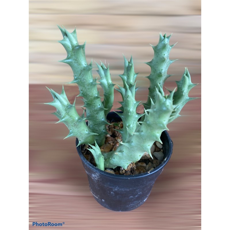 หน่อorbea decaisneana subs🌵เก๋งจีนค่ะเ