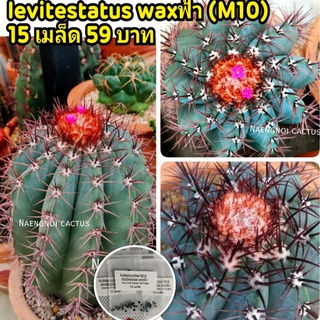 💥เมล็ดเมโลฟ้า 🐝เก็บสดจากสวน🌸 (Melocactus levitestatus waxฟ้า) หนามดำแดง จุกแดง หายากสุดแล้ว  (รหัส M10)เมล็ดกระบองเพรช