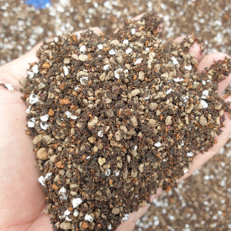 ดินปลูกแคคตัส ดินผสมพร้อมปลูก ดินปลูกกระบองเพชร ดินปลูกไม้อวบน้ำ #ดินปลูก #cactus #ไม้อวบน้ำ - รูปที่ 3