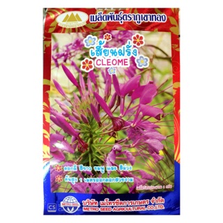 เมล็ดเสี้ยนฝรั่ง (CLEOME seeds) ออกดอกสวยงาม ดอกสีขาว ชมพู ม่วง ต้นสูง 1 เมตร