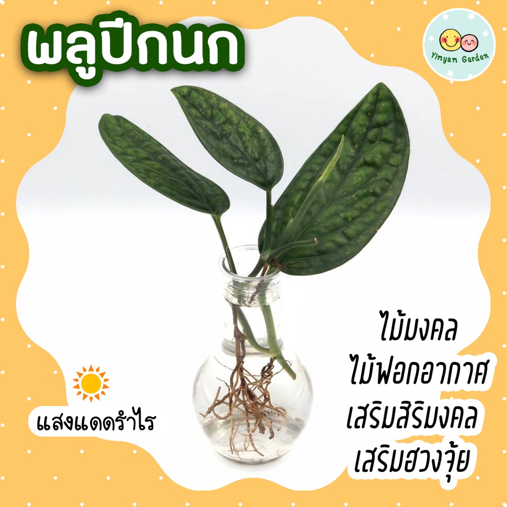 ❤ โปร 2.2 ❤ (3 กิ่งลด 5.-) พลูปีกนก ต้นไม้ปลูกน้ำ ไม้ฟอกอากาศ ในร่ม เสริมสิริมงคล เสริมฮวงจุ้ย