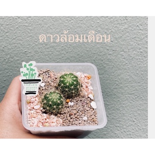 แคคตัสดาวล้อมเดือนEchinopsis