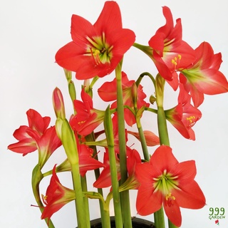 ว่านสี่ทิศพันธุ์พื้นเมือง สีแดง ราชินีดอกไม้หัว (red amaryllis ว่านสี่ทิศแดง ว่านสี่ทิศ)