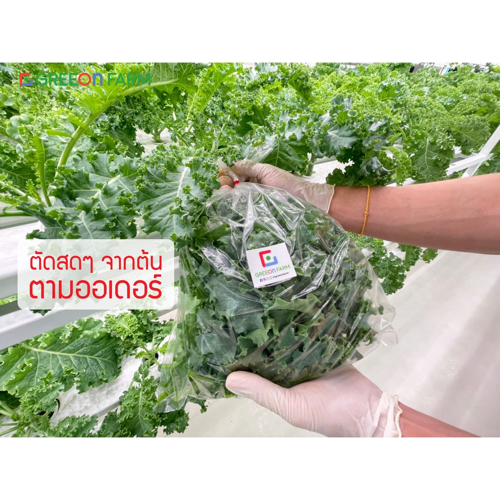 5 ถุง ส่งฟรี - ผักเคล คะน้าใบหยิก เคล - ผัก Kale ผักสด พร้อมส่ง ...