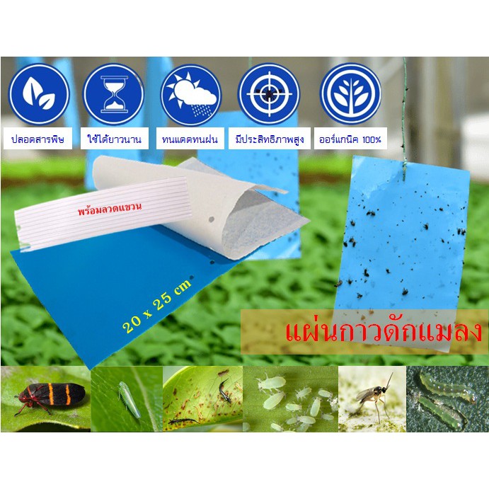 แผ่นกาวดักแมลงสีฟ้า แผ่นดักแมลงขนาด 20x25 ซม. กาวเหนียว 2 ด้าน สำหรับดักแมลงศัตรูพืช​ต่างๆ
