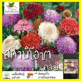 เมล็ดพันธุ์ สกาบิโอซา คละสี 300 เมล็ด Mixed Scabiosa เมล็ดพันธุ์แท้ นำเข้าจากต่างประเทศ ปลูกผัก สวนครัว ถูกดี ปลูกง่าย