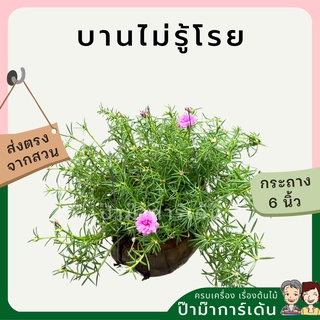 แพรเซี่ยงไฮ้ พร้มกระถางมะพร้าว