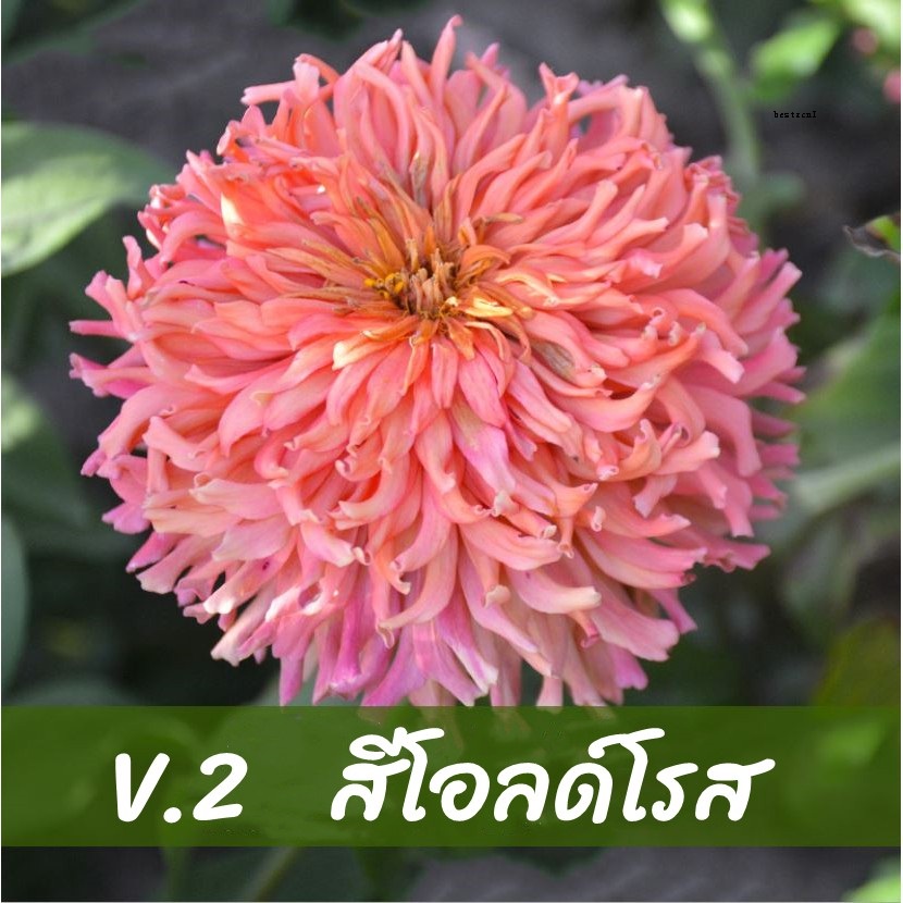 My Image 19