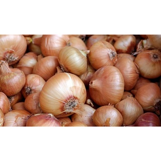 100 เมล็ด เมล็ดหอมหัวใหญ่ สายพันธุ์ หอมใหญ่ Supra  Onion seeds