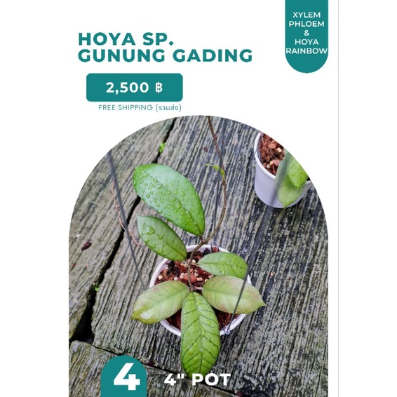 Hoya sp. Gunung Gading / โฮย่ากุนุงกาดิ้ง