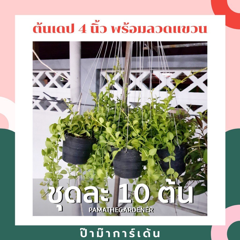 ต้นเดปในกระถาง 4 นิ้ว เป็นชุด 10 ต้น