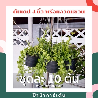 ต้นเดปในกระถาง 4 นิ้ว เป็นชุด 10 ต้น