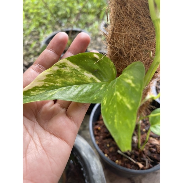 epipremnum pinnatum variegated อิพิด่างเหลือง 🌱🌱🌿