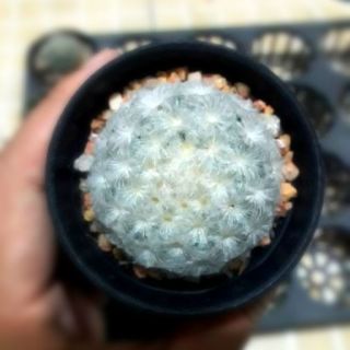 แมมขนนกขาว (Mammillaria plumosa) cactus แคตตัส กระบองเพชร